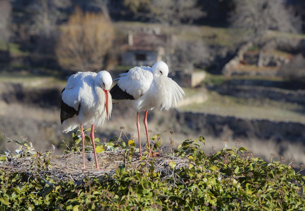 Готель Hospederia De Santo Domingo Pedraza Екстер'єр фото
